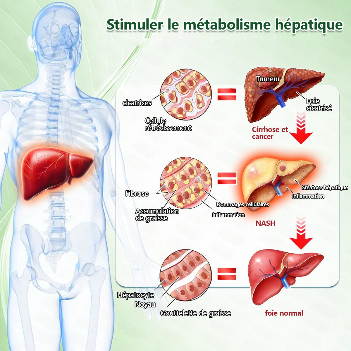 Boutique officielle🌐𝑴𝒖𝒓won® Moringa · Berbérine + NAD+ – Patch Microneedle Nano Avancé 10-en-1 (1×/jour, résultats visibles en 7 jours) | Obésité, relâchement cutané, apnée du sommeil, articulations, etc.